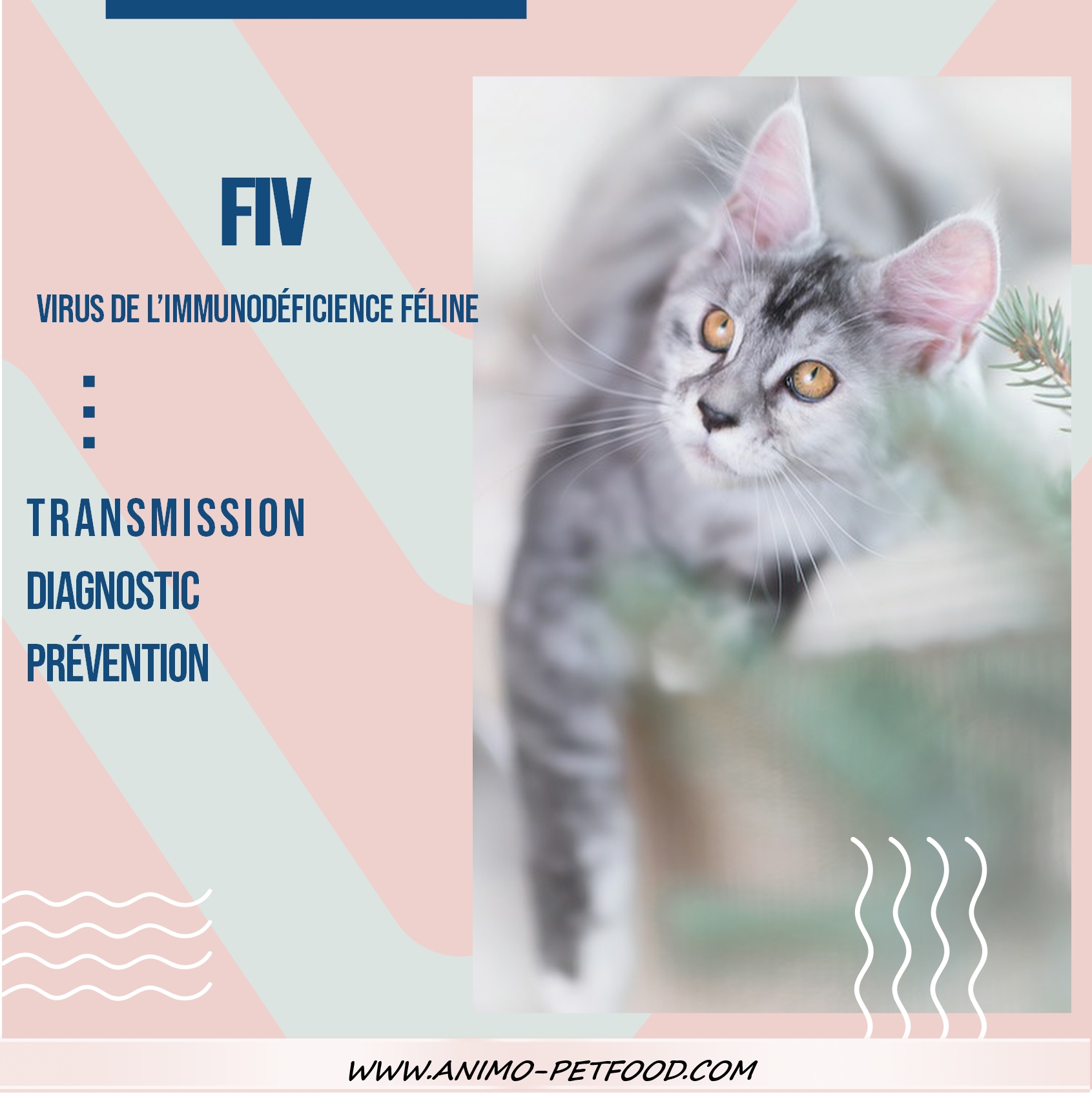 virus fiv chat - fiv chat espérance de vie